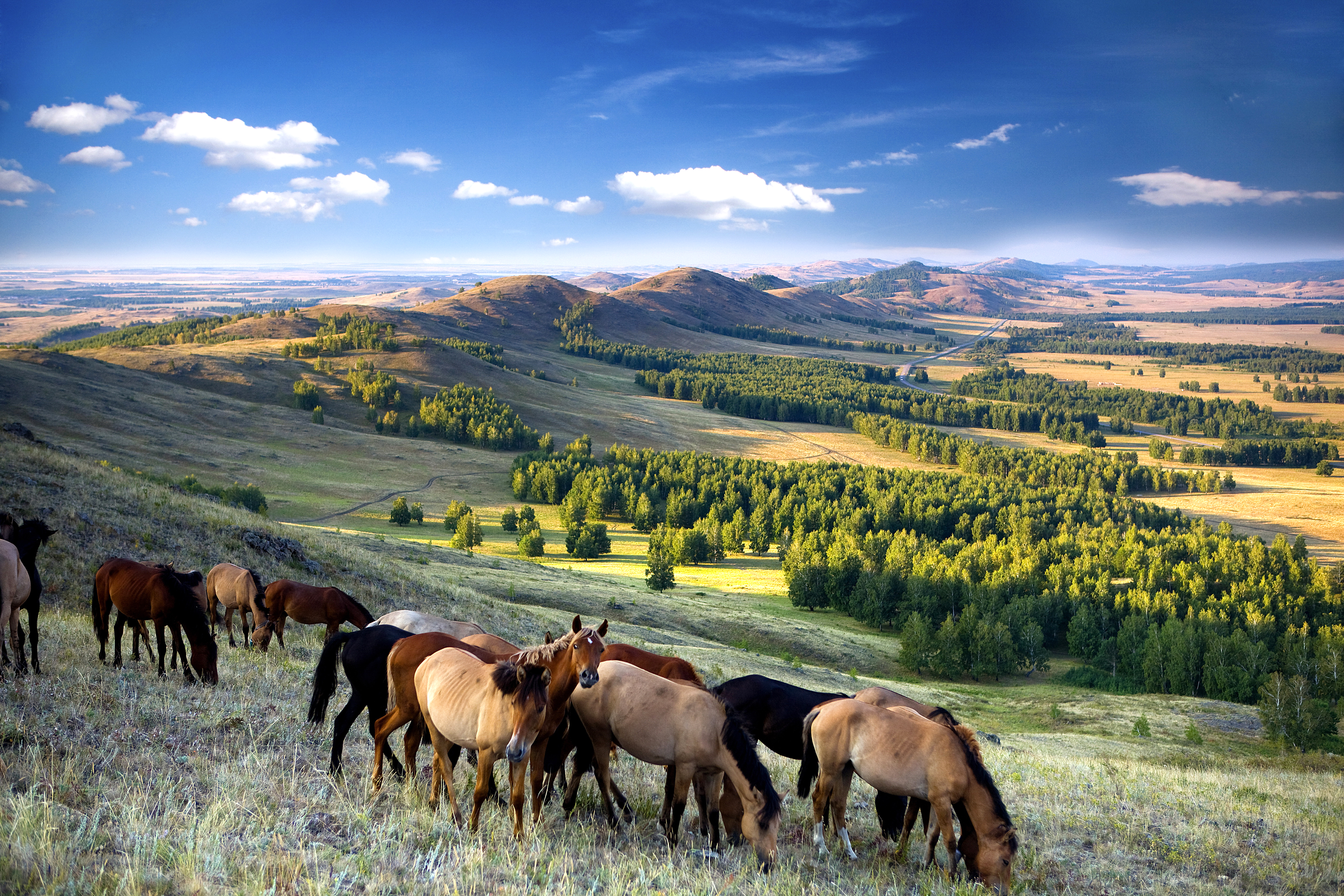 Башкирские лошади. Хребет Кырыктытау 